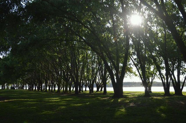 Arboleda y orilla del Lago Salto Grande Camping Siriri